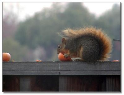 0PC060105_EatingSquirrellIF.jpg