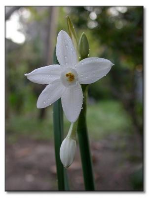 Wet Daffodils