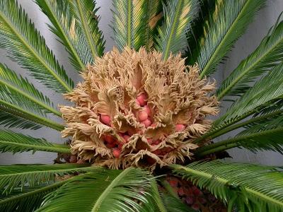 Palm Flower