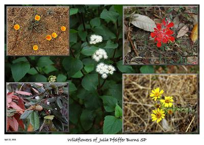 Some of the Wildflowers along the trail