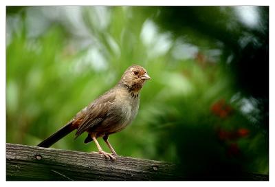 Bird visiting the yard