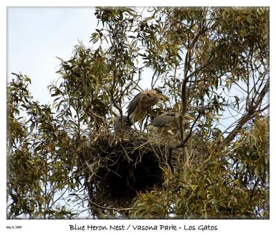Three Young Blue Heron in their nest