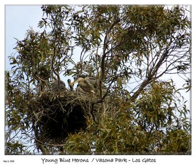 Three young Blue Herons