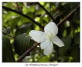 Late Philadelphius blossom