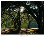 Setting Sun thru the California Oaks