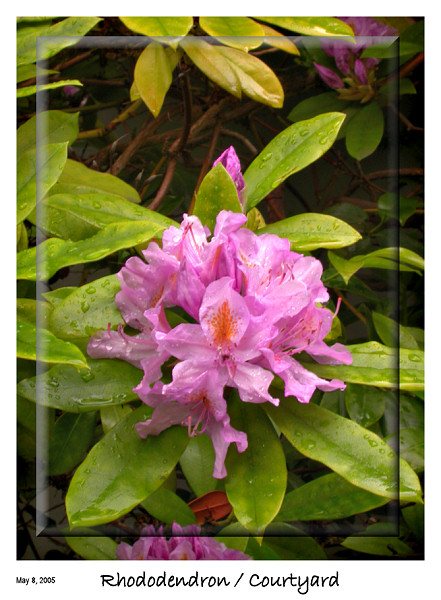 Rhododendron from the yard