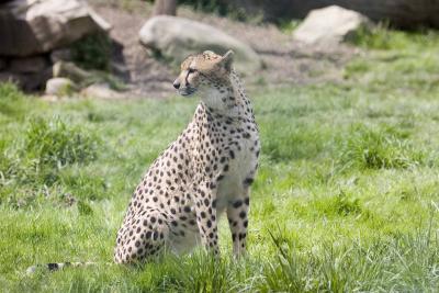 Cheetah-1.jpg
