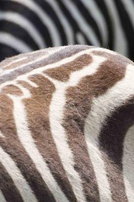Zebras.jpg