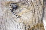 Elephant-Eye.jpg