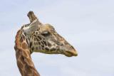 Girafe-Head.jpg