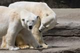 Polar-Bears.jpg