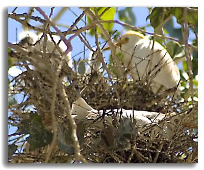 Egret nest