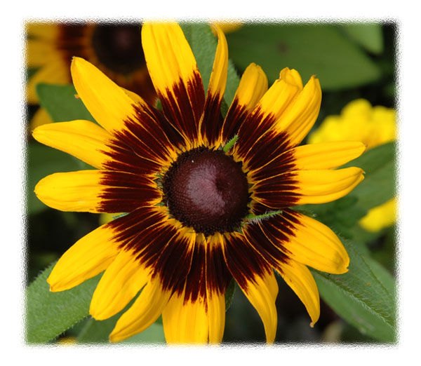 Brown eye Susan
