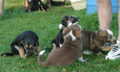 Marley, her brother & 2 puppies from the other litter (half siblings)