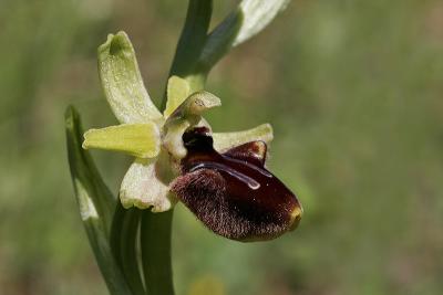 Spinnenragwurz  (Ophrys sphegodes)