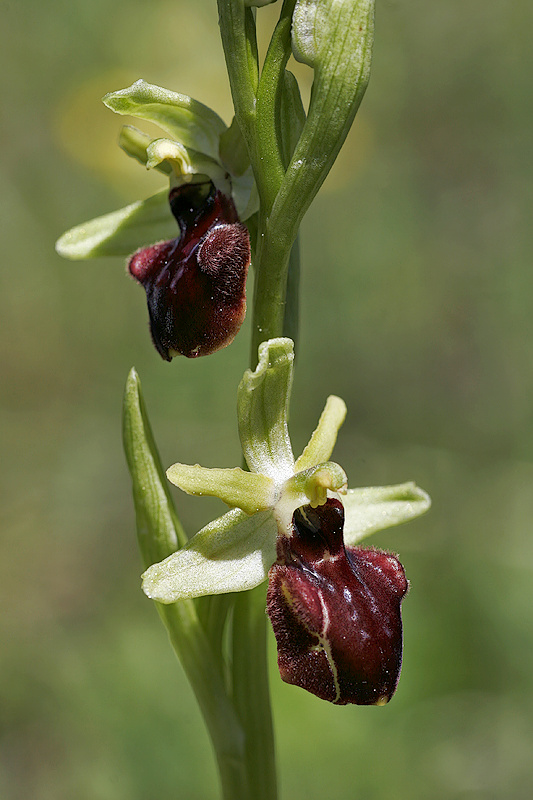 Spinnenragwurz <I>(Ophrys sphegodes)</I>