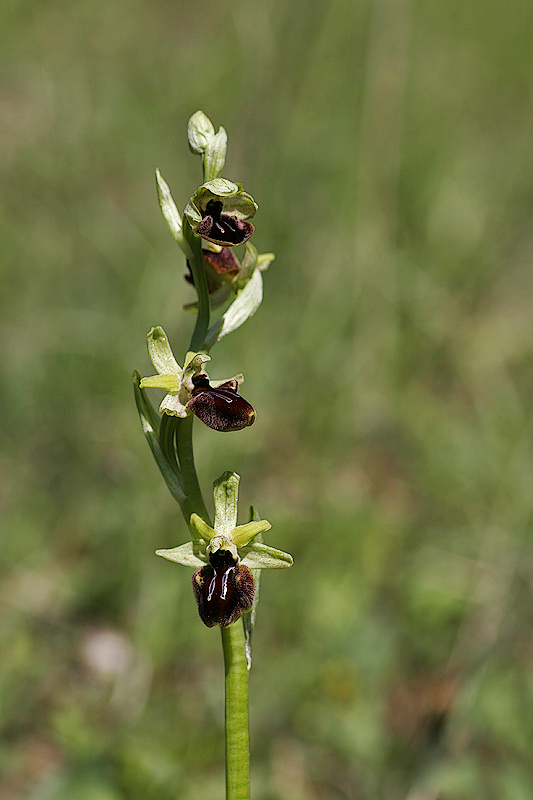 Spinnenragwurz <I>(Ophrys sphegodes)</I>