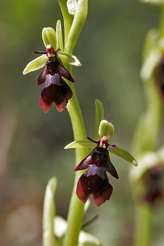 Fliegen-Ragwurz <I>(Ophrys insectifera)</I>