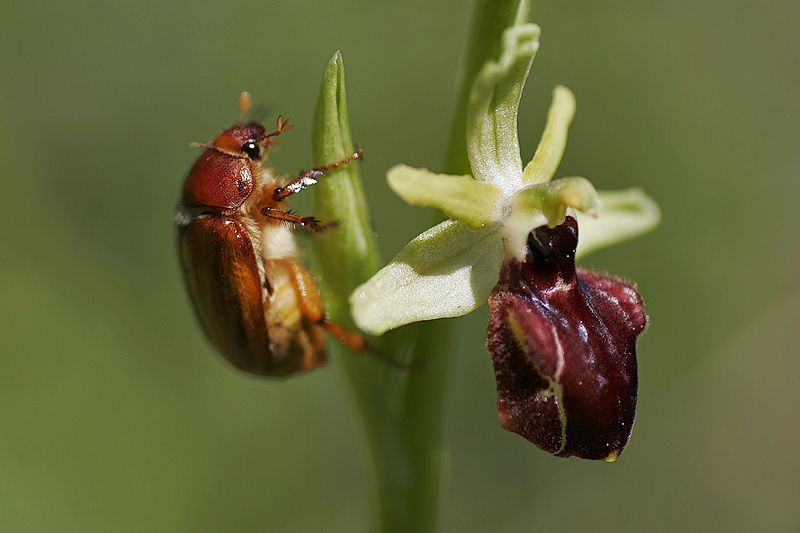 Spinnenragwurz <I>(Ophrys sphegodes)</I>