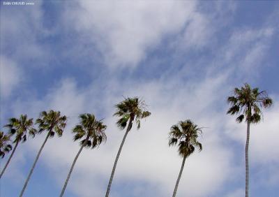 Palms To The Sky