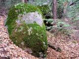 Bearded Rock