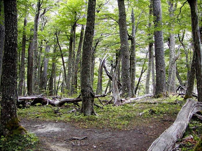 Chilean Forest