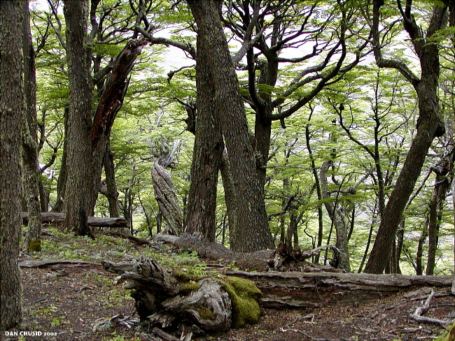 Patagonian Forest - II