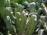 Cactus in Bloom.JPG