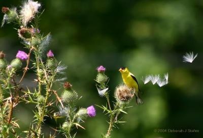 u18/canon_300d/medium/33057890.DR826040154GoldfinchThistle.jpg