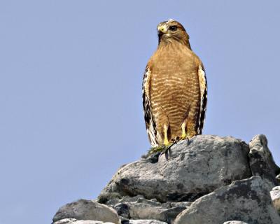 Red-Shoulder-on-rocks.jpg