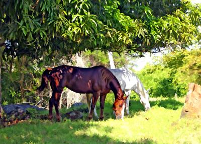 In The Shade Of The Mango Trees - Taboga