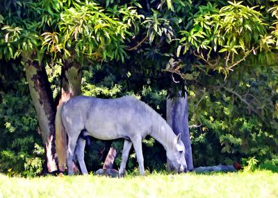 Lunch Under The Mango Trees - Taboga