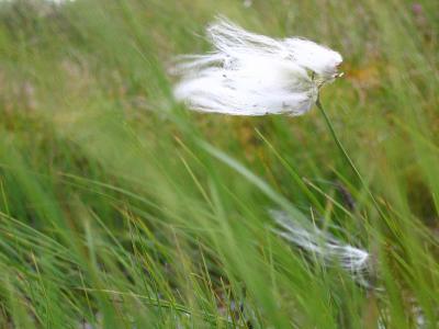 Bog Cotton Blowing in the Wind