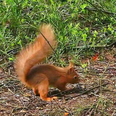 Red Squirrel burying a nut