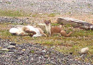 Stoat and rabbit.