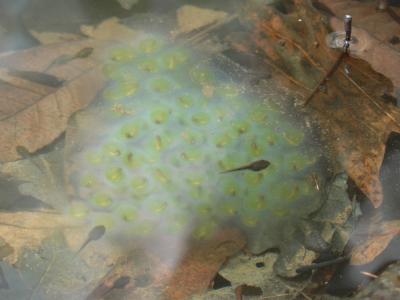 Spotted Salamander Eggs - <i>Ambystoma maculatum</i>