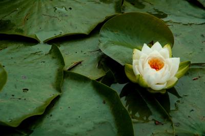 Water Lilly 2