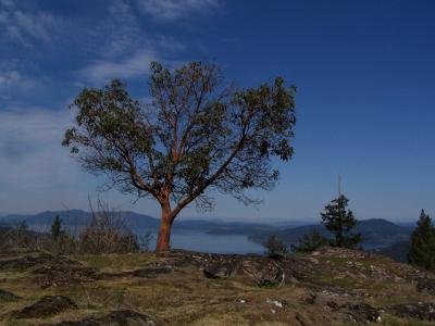 Arbutus Tree