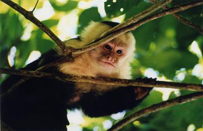 Capuchin - Costa Rica