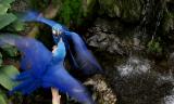 Blue Macaws 21