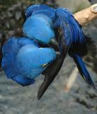 Blue Macaws 3