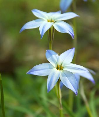 Blue-Eyed-Grass.jpg