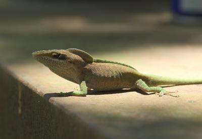 Green-Lizard.jpg