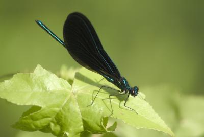 Ebony Winged Damsel Fly.jpg