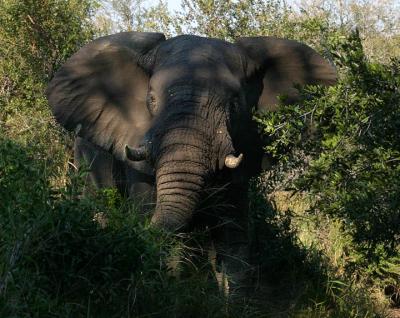 HoneyguideTented Camp - elephant in the bush.jpg