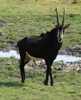 Botswana Sable Antelope.jpg