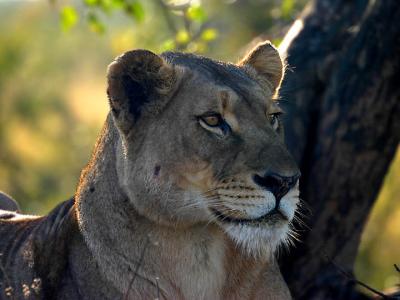 Young Lioness II.jpg