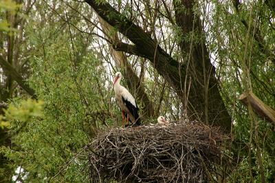 Storks on nest