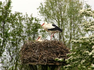 Storks on nest