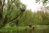 Stork nest